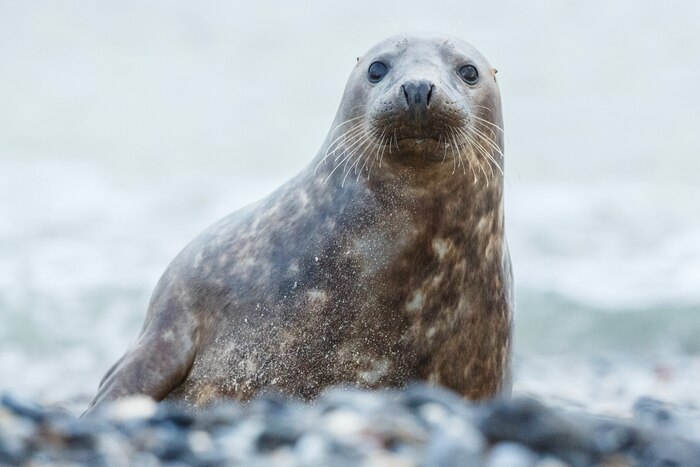 Seal on the beach on dune island near helgoland