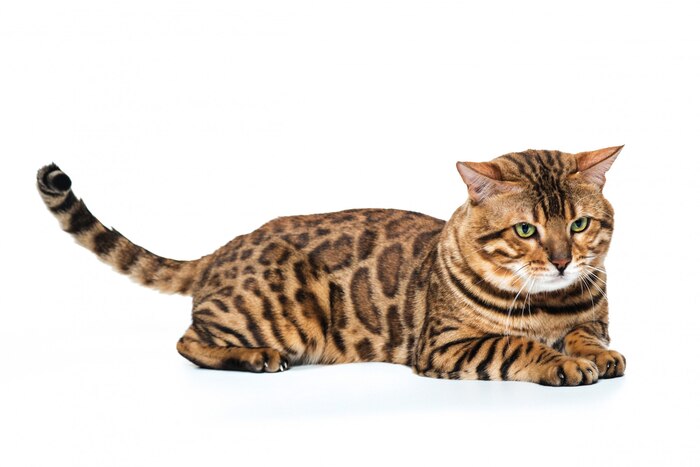 Golden bengal cat on white