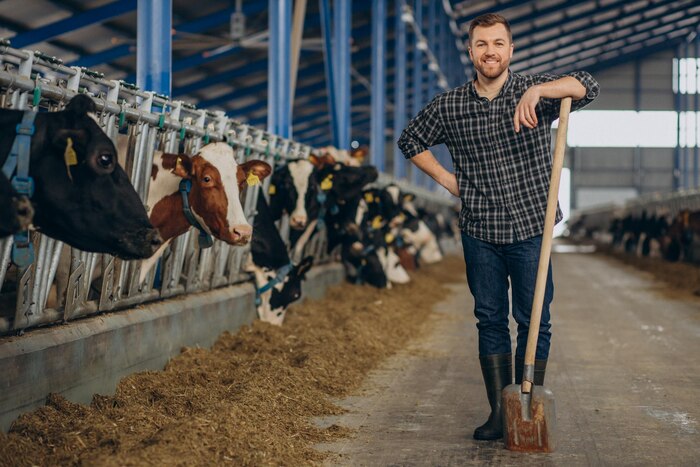 Farmer at cowshed with pitchfork cleaning up