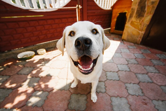 Dog with deep yellow eyes stands on chain