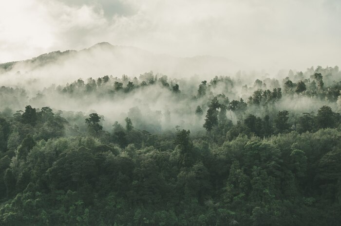 High angle shot of a beautiful forest with a lot of green trees enveloped in fog in new zealand